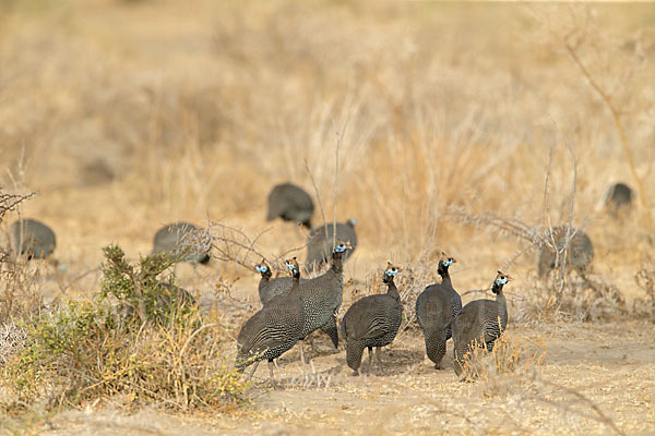 Helmperlhuhn (Numida meleagris)