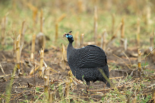 Helmperlhuhn (Numida meleagris)