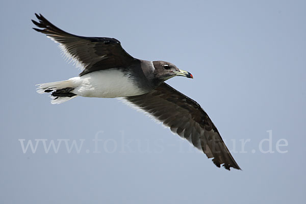 Hemprichmöwe (Larus hemprichii)