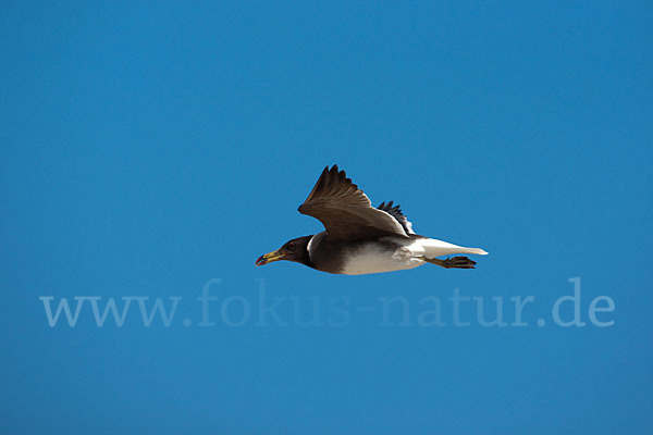 Hemprichmöwe (Larus hemprichii)