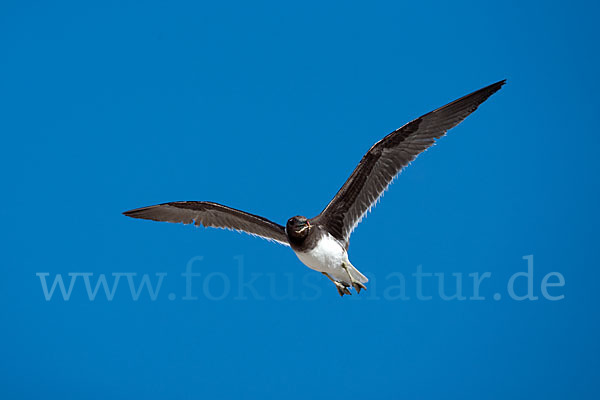 Hemprichmöwe (Larus hemprichii)