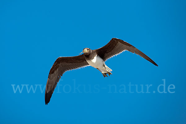 Hemprichmöwe (Larus hemprichii)