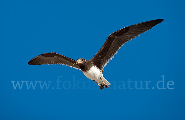 Hemprichmöwe (Larus hemprichii)