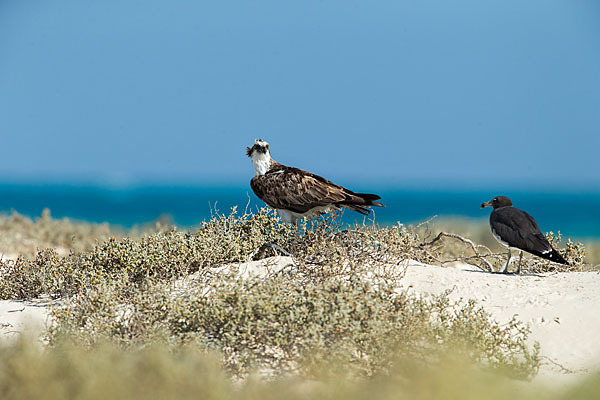 Hemprichmöwe (Larus hemprichii)