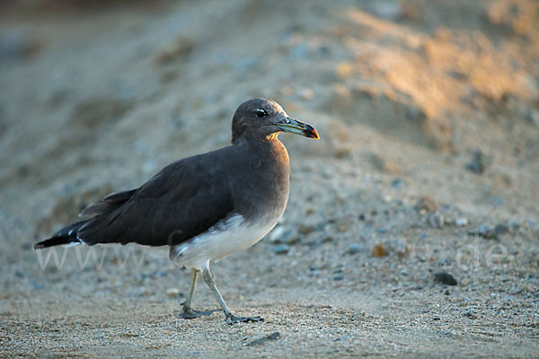 Hemprichmöwe (Larus hemprichii)