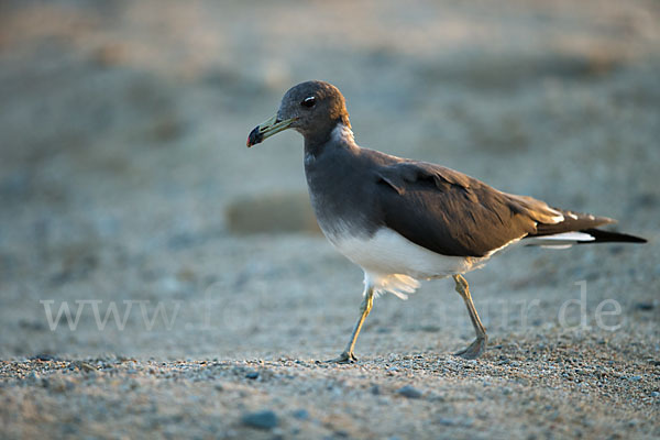 Hemprichmöwe (Larus hemprichii)