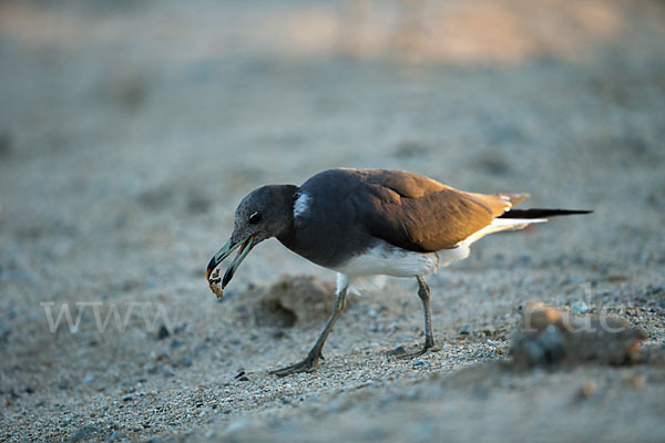 Hemprichmöwe (Larus hemprichii)