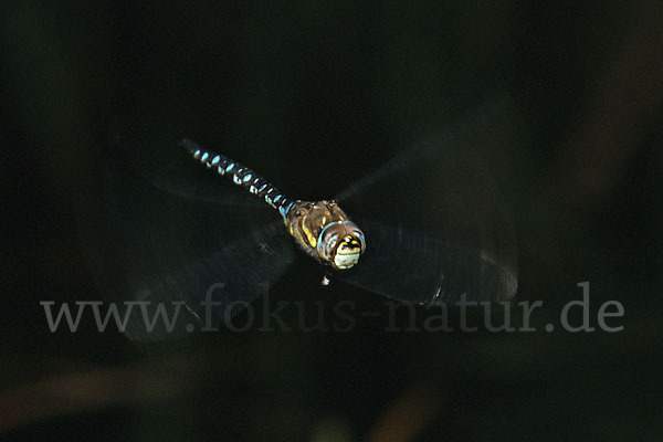 Herbst- Mosaikjungfer (Aeshna mixta)