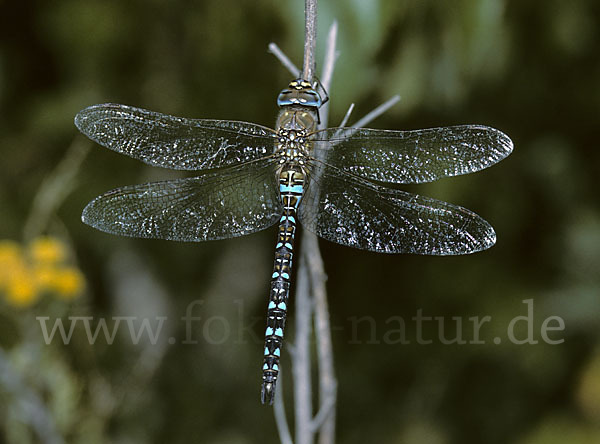 Herbst- Mosaikjungfer (Aeshna mixta)