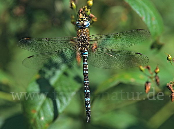 Herbst- Mosaikjungfer (Aeshna mixta)