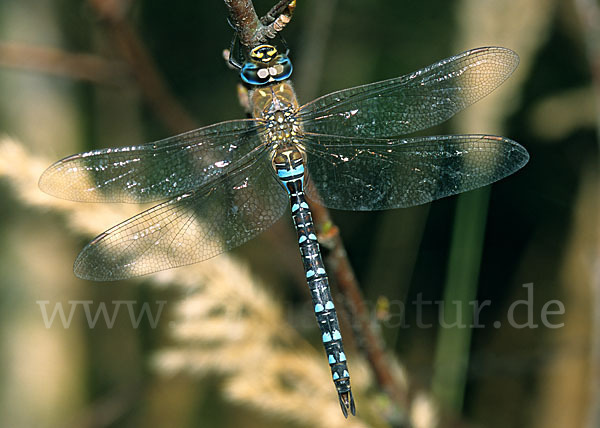 Herbst- Mosaikjungfer (Aeshna mixta)