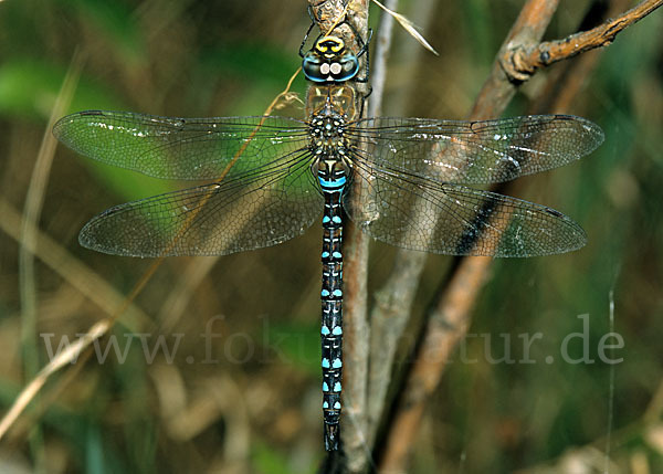 Herbst- Mosaikjungfer (Aeshna mixta)