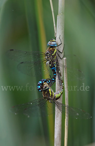 Herbst- Mosaikjungfer (Aeshna mixta)