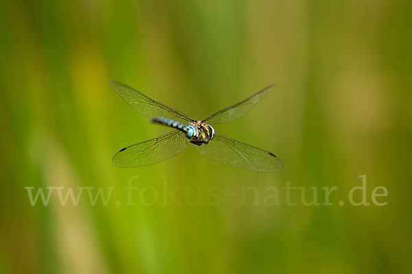 Herbst- Mosaikjungfer (Aeshna mixta)