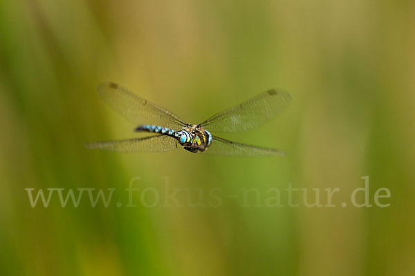 Herbst- Mosaikjungfer (Aeshna mixta)