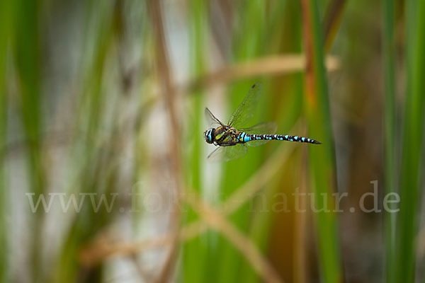 Herbst- Mosaikjungfer (Aeshna mixta)