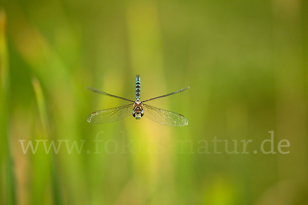 Herbst- Mosaikjungfer (Aeshna mixta)