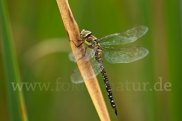 Herbst- Mosaikjungfer (Aeshna mixta)