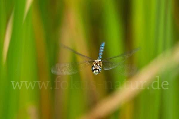 Herbst- Mosaikjungfer (Aeshna mixta)