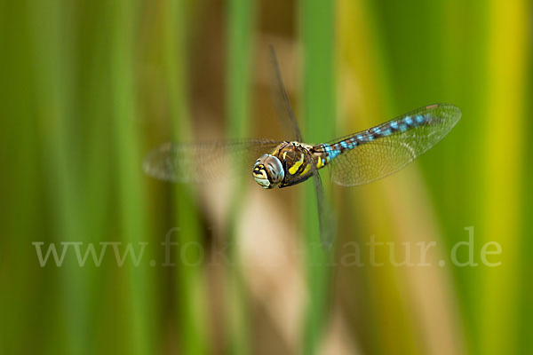 Herbst- Mosaikjungfer (Aeshna mixta)