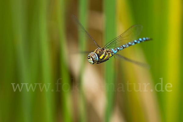 Herbst- Mosaikjungfer (Aeshna mixta)