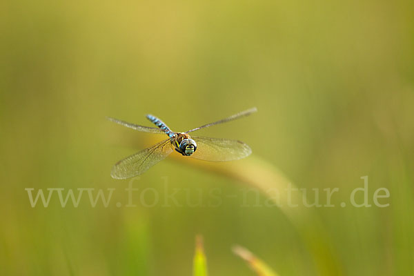 Herbst- Mosaikjungfer (Aeshna mixta)