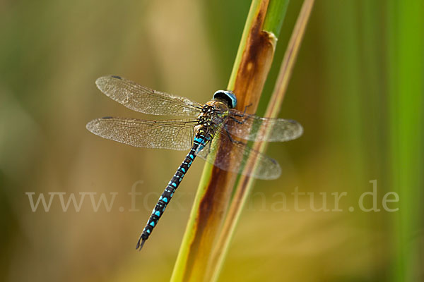 Herbst- Mosaikjungfer (Aeshna mixta)