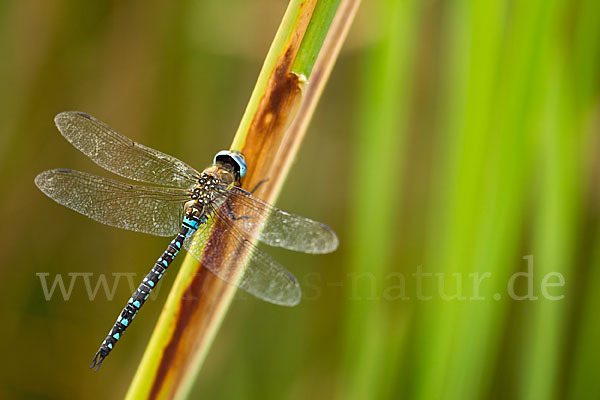 Herbst- Mosaikjungfer (Aeshna mixta)