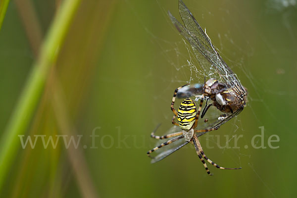 Herbst- Mosaikjungfer (Aeshna mixta)