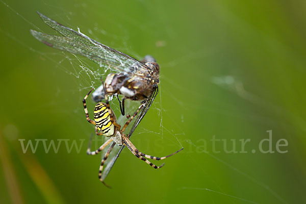 Herbst- Mosaikjungfer (Aeshna mixta)