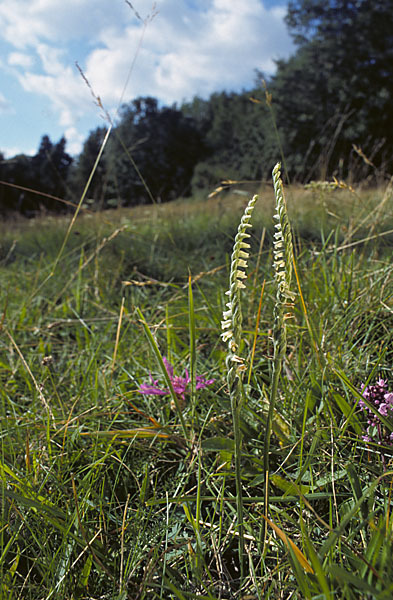 Herbst-Drehwurz (Spiranthes spiralis)