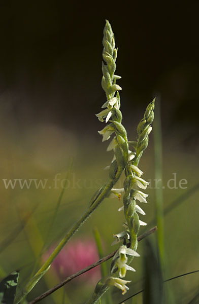 Herbst-Drehwurz (Spiranthes spiralis)