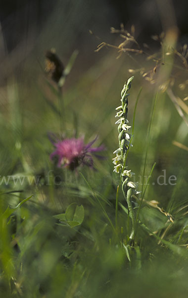 Herbst-Drehwurz (Spiranthes spiralis)