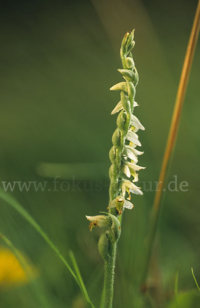 Herbst-Drehwurz (Spiranthes spiralis)