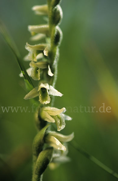 Herbst-Drehwurz (Spiranthes spiralis)