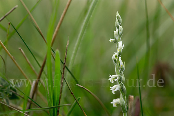 Herbst-Drehwurz (Spiranthes spiralis)