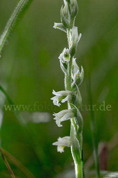 Herbst-Drehwurz (Spiranthes spiralis)