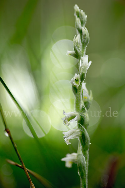 Herbst-Drehwurz (Spiranthes spiralis)