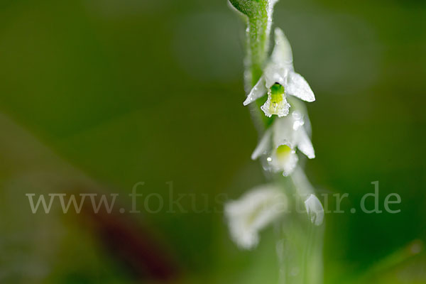 Herbst-Drehwurz (Spiranthes spiralis)