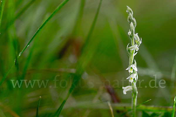 Herbst-Drehwurz (Spiranthes spiralis)