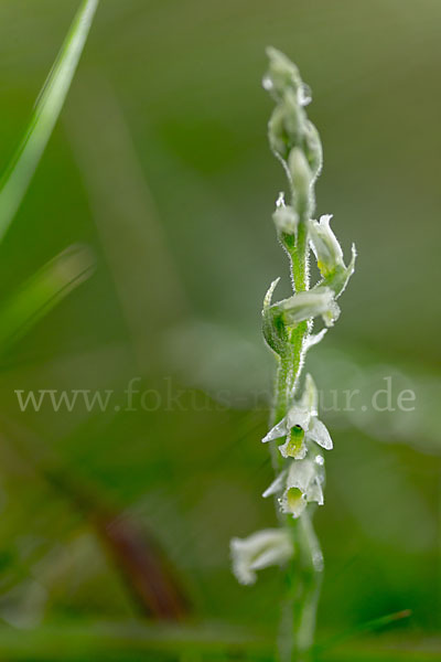 Herbst-Drehwurz (Spiranthes spiralis)