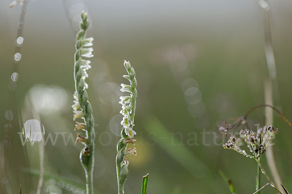 Herbst-Drehwurz (Spiranthes spiralis)