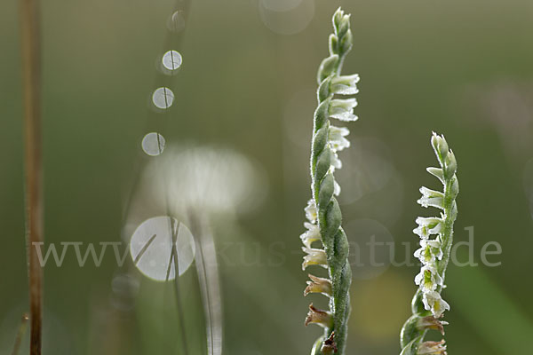 Herbst-Drehwurz (Spiranthes spiralis)