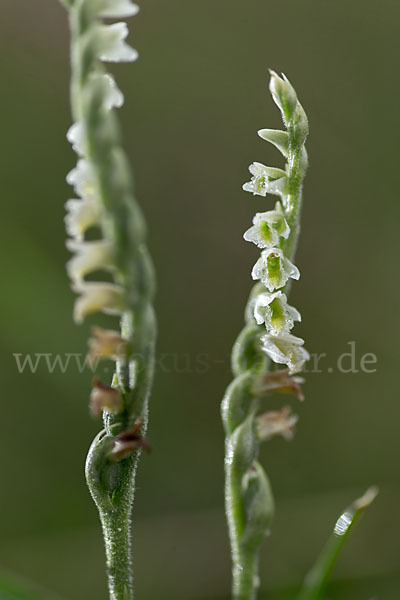 Herbst-Drehwurz (Spiranthes spiralis)