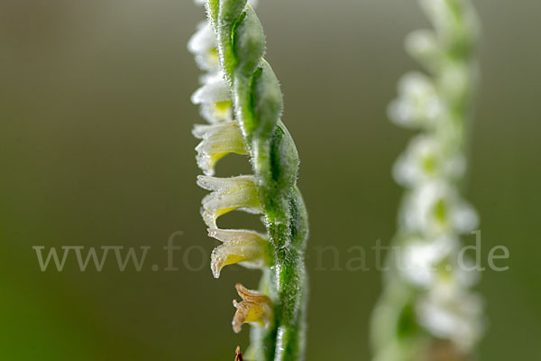 Herbst-Drehwurz (Spiranthes spiralis)