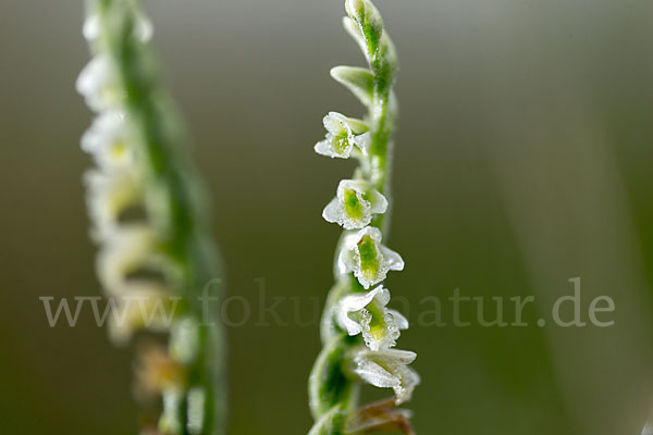 Herbst-Drehwurz (Spiranthes spiralis)