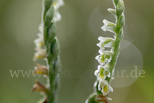 Herbst-Drehwurz (Spiranthes spiralis)