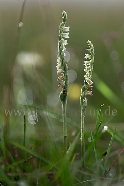 Herbst-Drehwurz (Spiranthes spiralis)