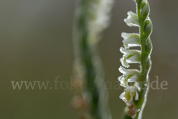 Herbst-Drehwurz (Spiranthes spiralis)