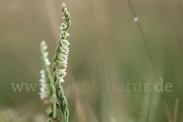 Herbst-Drehwurz (Spiranthes spiralis)